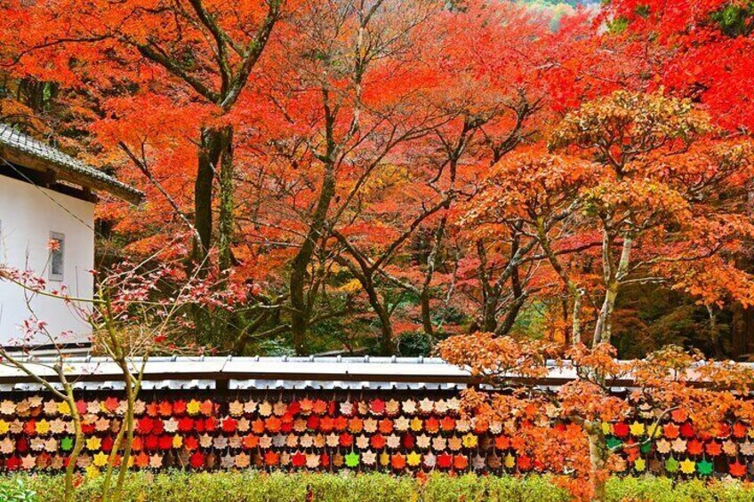 From Nagoya: Korankei Gorge and Picturesque Fox Shrines