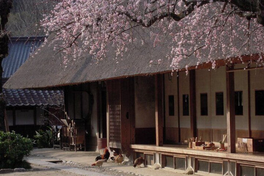 From Nagoya: Korankei Gorge and Picturesque Fox Shrines