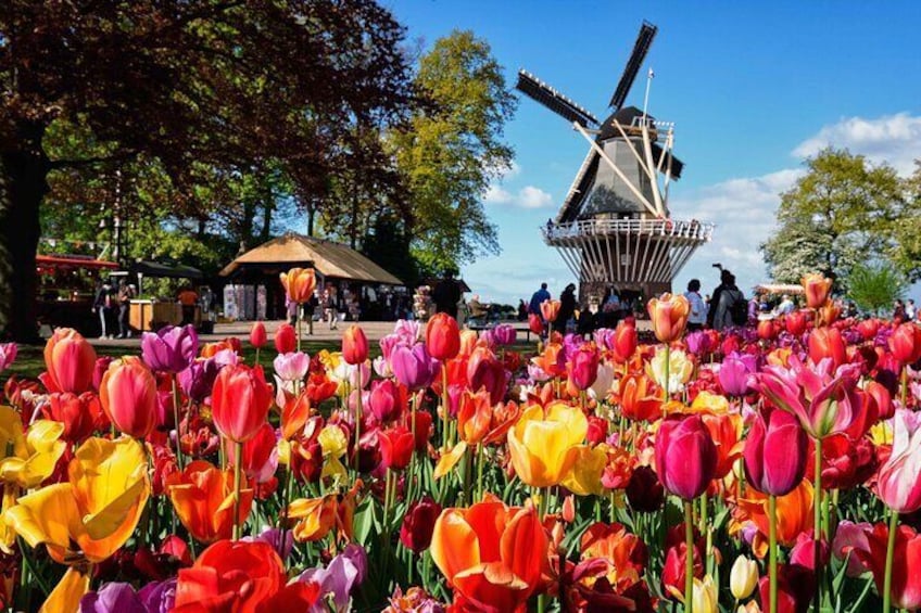 Tulip Paradise: Keukenhof Half-day Private Tour 