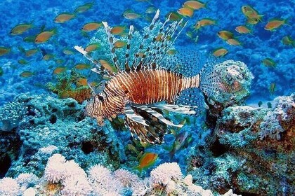 Hurghada Water Adventure Shared Tour