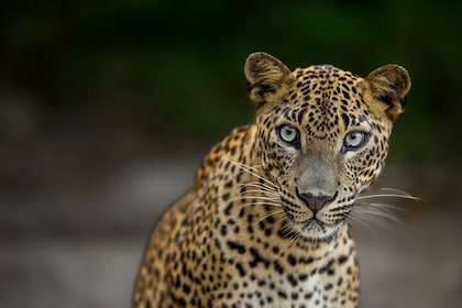 Yala National Park Guided Safaris