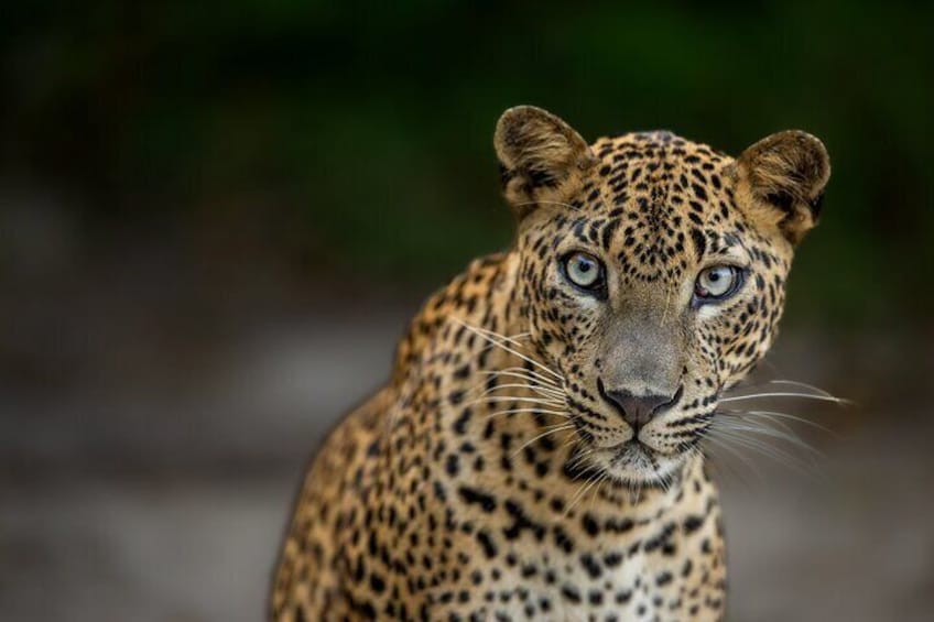 Yala National Park Guided Safaris 