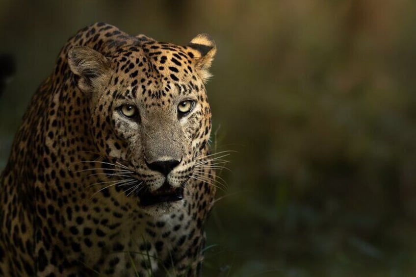 Yala National Park Guided Safaris 