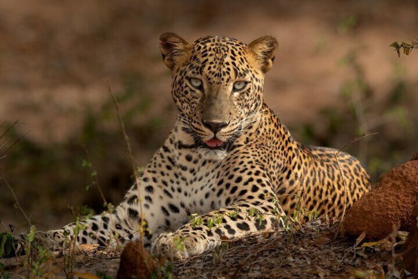 Yala National Park Guided Safaris 