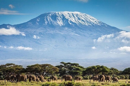 Climb Mount Kilimanjaro: 7 Days Machame Route With Airport Transfers