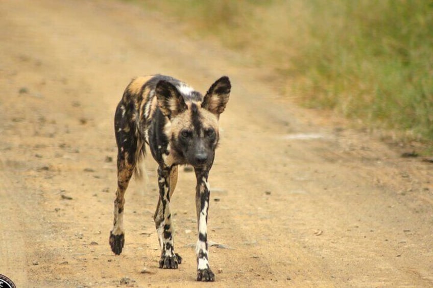Hluhluwe Game reserve Safari