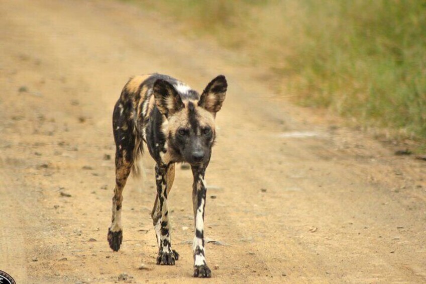 Hluhluwe Game reserve Safari
