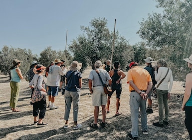 Jaén: Guided Olive Grove Tour