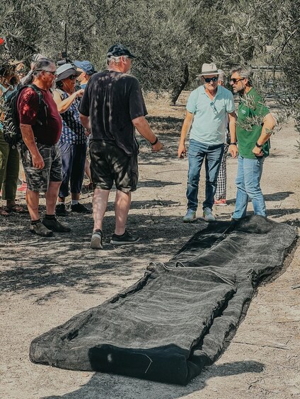 Picture 6 for Activity Jaén: Guided Olive Grove Tour