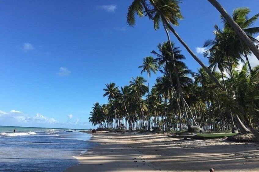 Tour Praia dos Carneiros with exit Porto de Galinhas