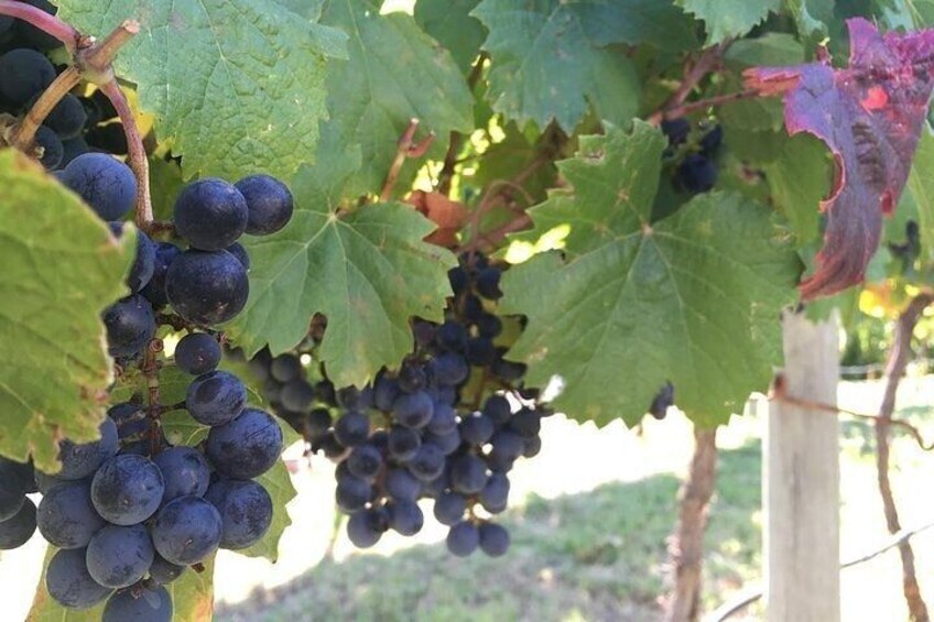 Half day wine tour - Visit 2 wineries in Luján de Cuyo