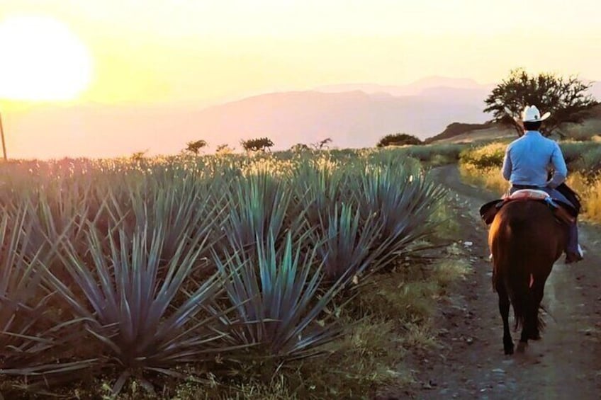 Discover Jalisco on Horseback