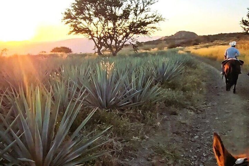 Discover Jalisco on Horseback