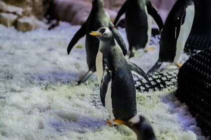 Dubai Aquarium Underwater Zoo An Unforgettable Penguin Experience