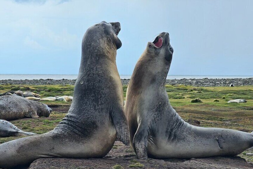 Kelp Point 4x4 Elephant Seals and Gentoos Falklands Tour