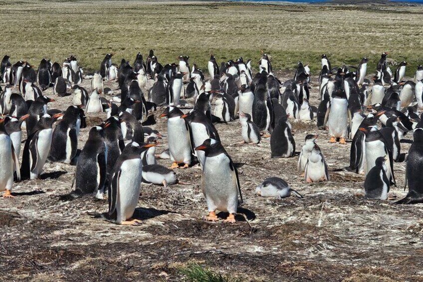 Kelp Point 4x4 Elephant Seals and Gentoos Falklands Tour