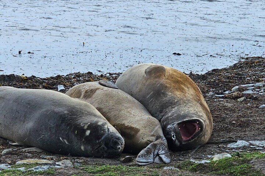 Kelp Point 4x4 Elephant Seals and Gentoos Falklands Tour