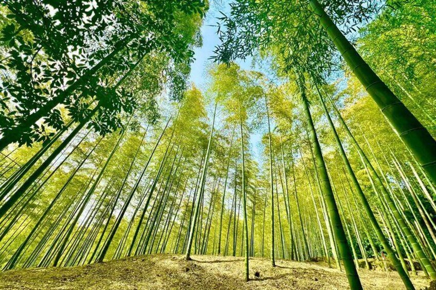 The Bamboo Grove Beneath the Blue Sky