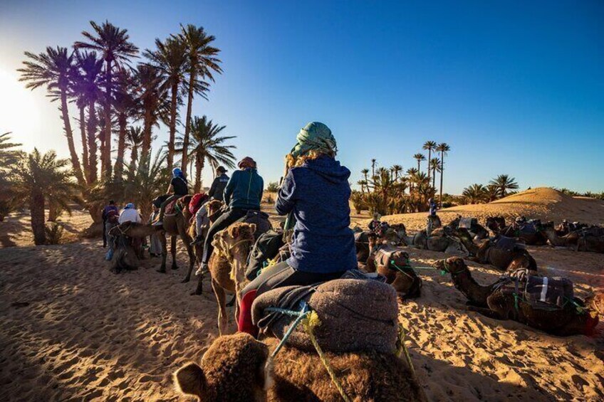 Camel Ride in Agadir with Dinner BBQ