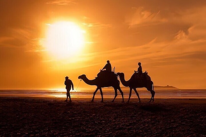 Camel Ride in Agadir with Dinner BBQ