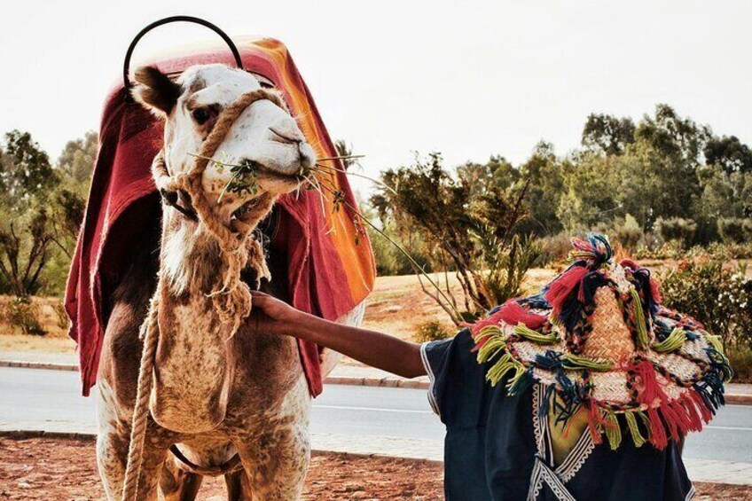 Camel Ride in Agadir with Dinner BBQ