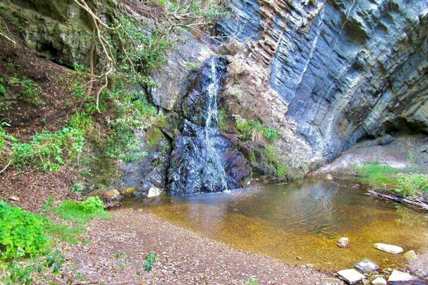 1 Day Garden Route Tour to Tsitsikamma from Port Elizabeth