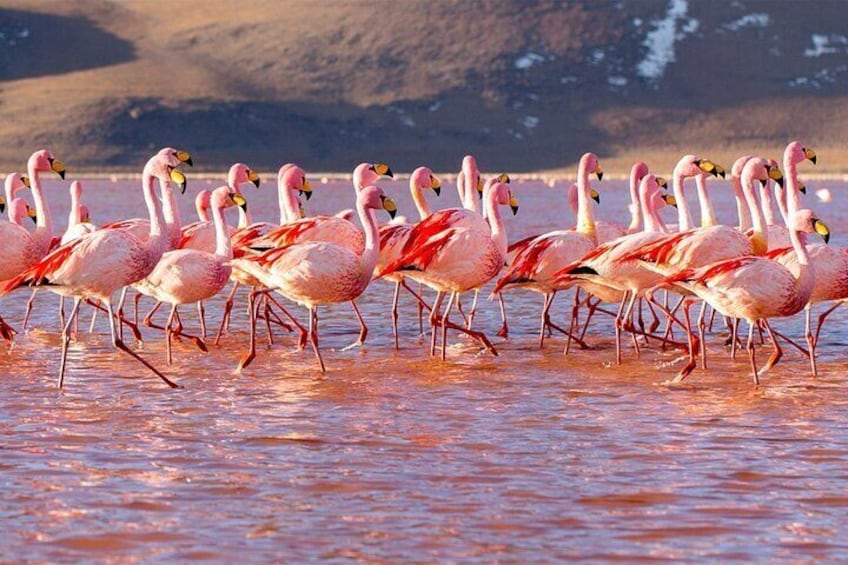 The salt flats of Uyuni Highlights of Peru and Bolivia 14 Days