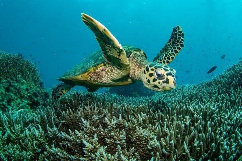 Snorkeling Experience in Nusa Penida with 4 Snorkeling Spots