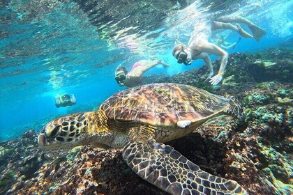 Snorkeling Experience in Nusa Penida with 4 Snorkeling Spots