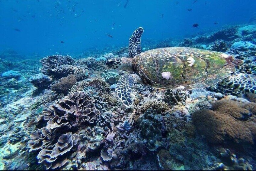 Snorkeling Experience in Nusa Penida with 4 Snorkeling Spots