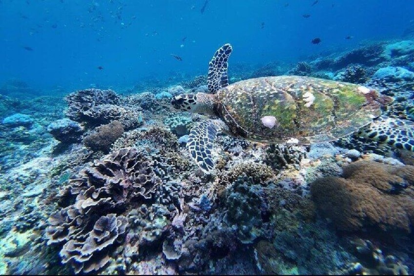 Snorkeling Experience in Nusa Penida with 4 Snorkeling Spots