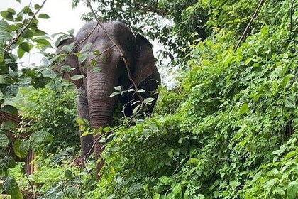 Ethical Elephant Sanctuary, Banden Temple & Sticky Waterfall