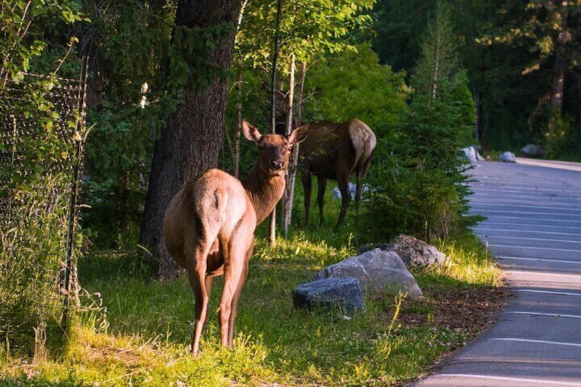 Banff or Canmore Shuttle to Lake Louise
