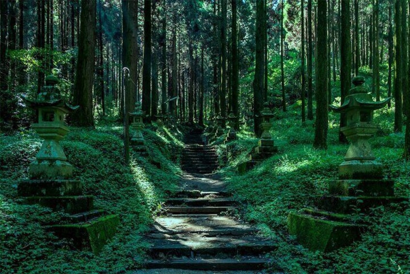 Primeval Forest Trail