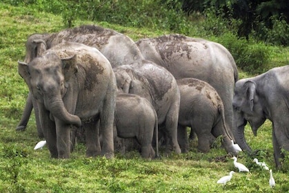 Hua Hin Kuiburi Wild Elephant Watching