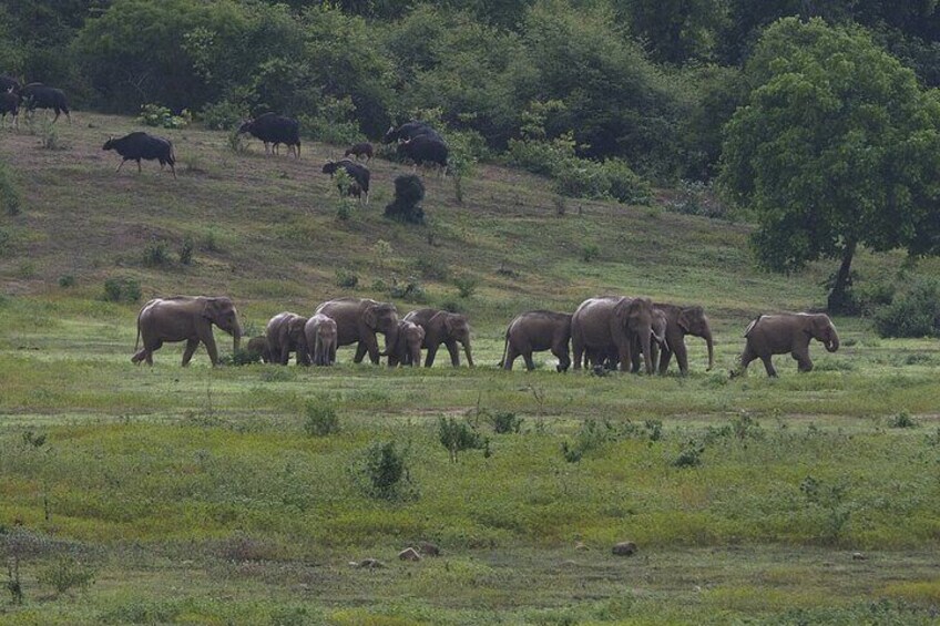 Hua Hin Kuiburi Wild Elephant Watching 