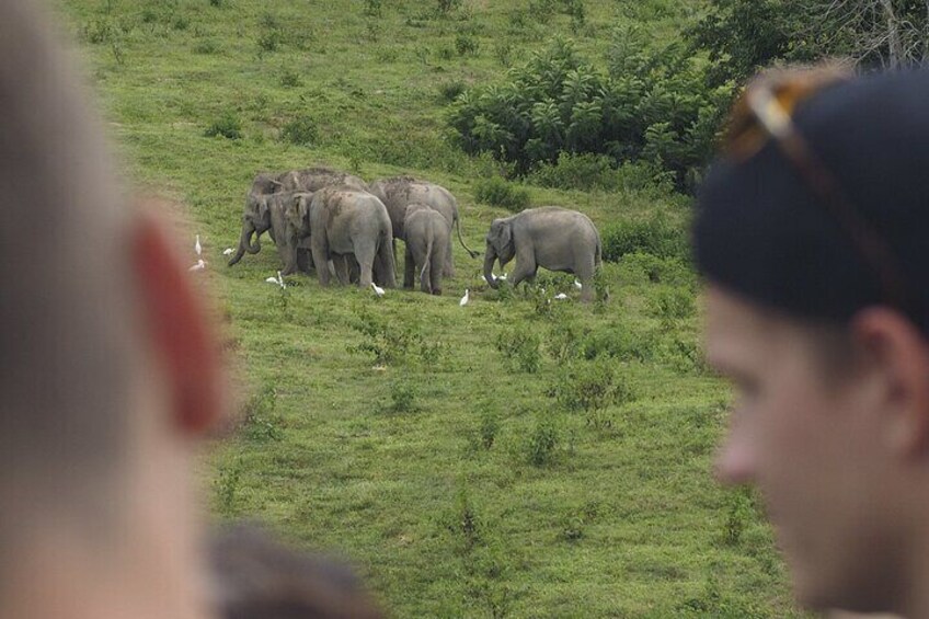 Hua Hin Kuiburi Wild Elephant Watching 