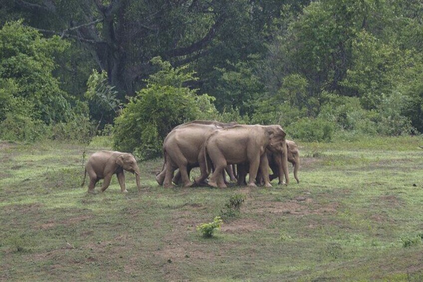 Hua Hin Kuiburi Wild Elephant Watching 