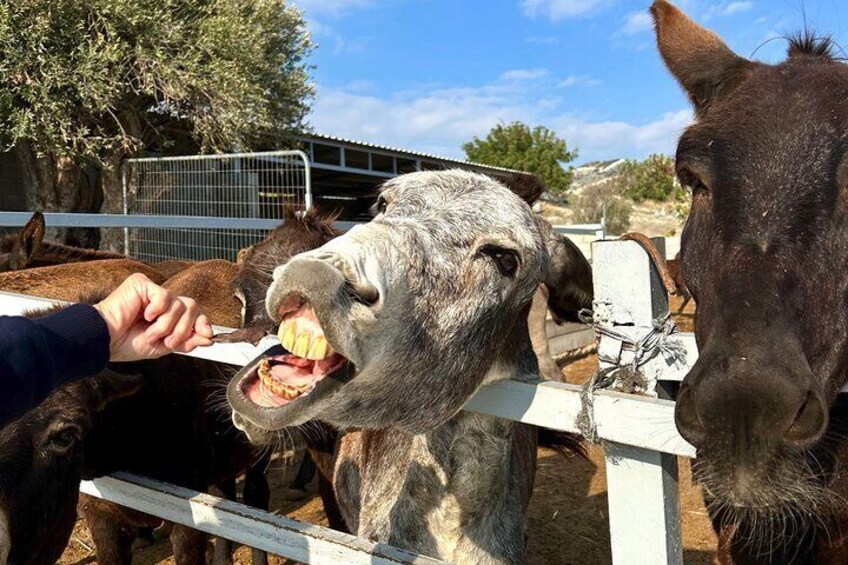 Private Lefkara and Farms Traditional Tasting Tour