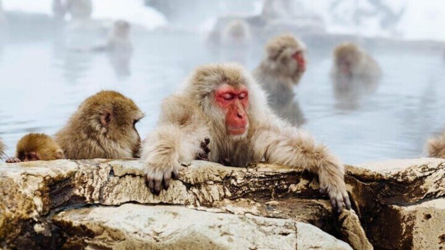 Nagano Snow Monkey Park With Beef Sukiyaki And Gods Wine Tour