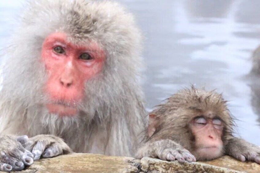 Nagano Snow Monkey Park With Beef Sukiyaki And Gods Wine Tour
