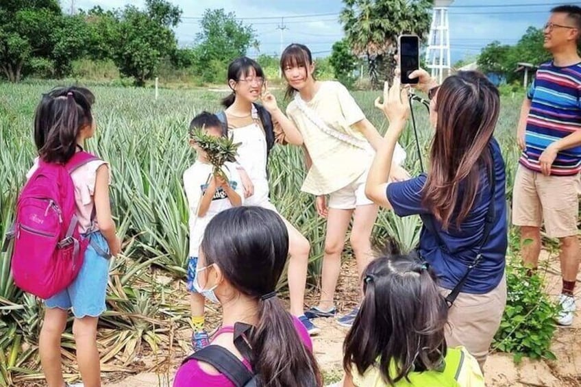 visit pineapple farm