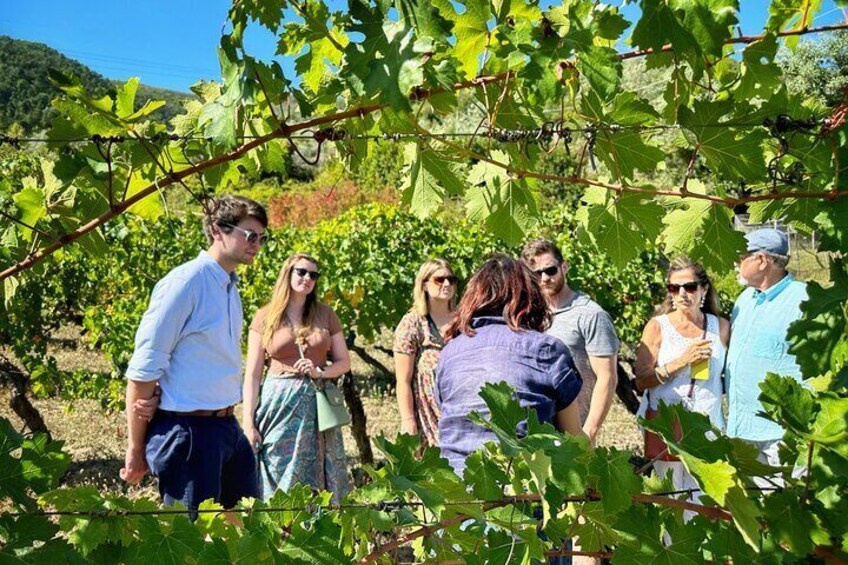 Learn directly from the producers what are the factors influencing the quality of a wine