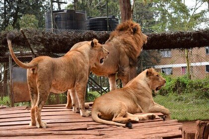 Nairobi Animal Orphanage 4x4 Tour of Bomas Kenya