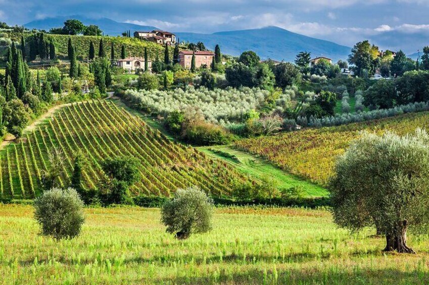 Wine Country 