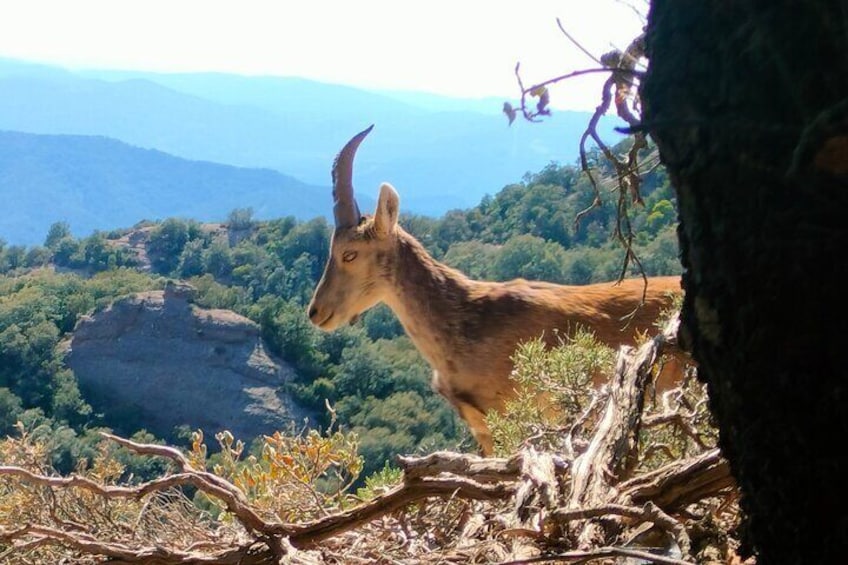 Montserrat wild goat