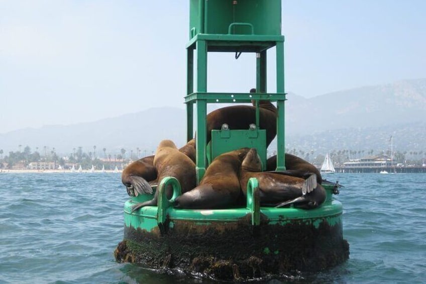 Sealions getting some sun