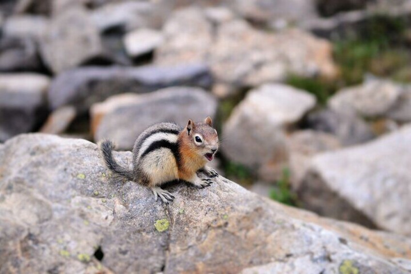 Banff or Canmore: Shuttle to Moraine Lake
