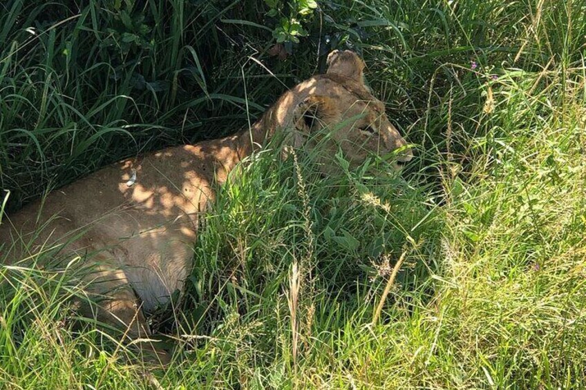 Lioness resting in the bush