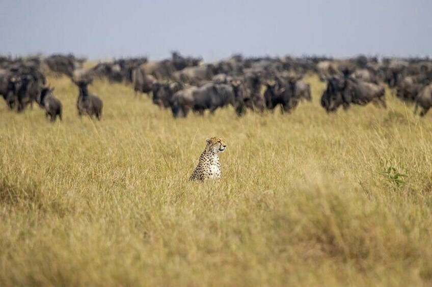 Maasai Mara